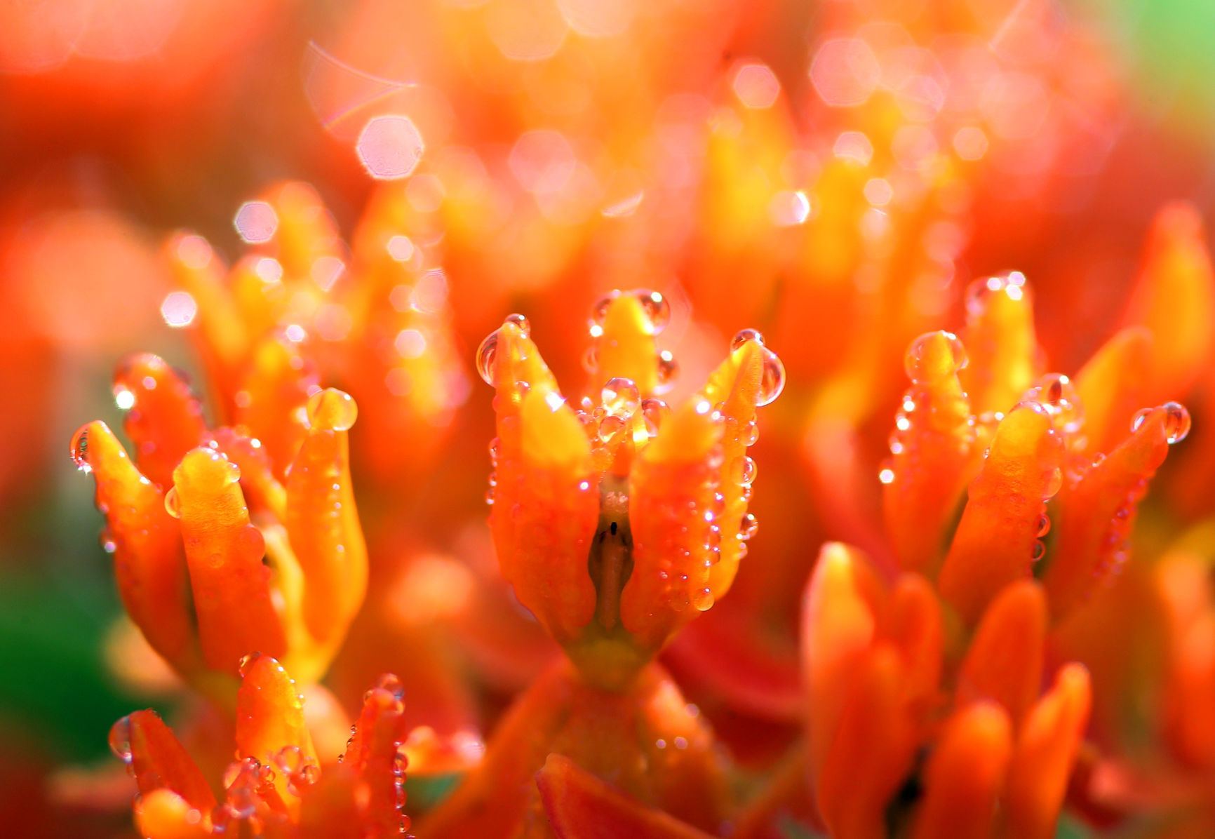 Dew drop in